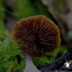 Unidentified Cap on a stem; gills below cap [mushrooms or mushroom-like] at South Wolumla, NSW - 31 Jul 2024 by Teresa