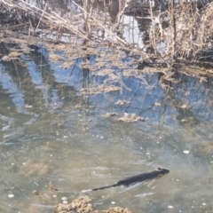 Hydromys chrysogaster (Rakali or Water Rat) at Burra, NSW - 1 Aug 2024 by Shairlyn