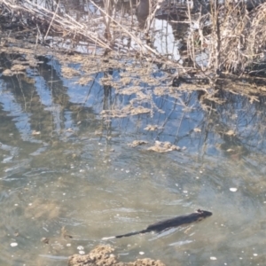 Hydromys chrysogaster at Burra, NSW - suppressed