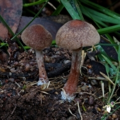 Unverified Cap on a stem; gills below cap [mushrooms or mushroom-like] at South Wolumla, NSW - 31 Jul 2024 by Teresa