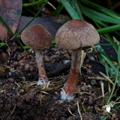 Unverified Cap on a stem; gills below cap [mushrooms or mushroom-like] at South Wolumla, NSW - 31 Jul 2024 by Teresa