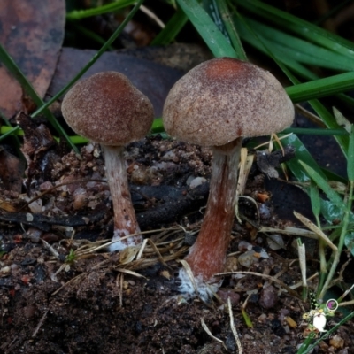 Unidentified Cap on a stem; gills below cap [mushrooms or mushroom-like] at South Wolumla, NSW - 31 Jul 2024 by Teresa