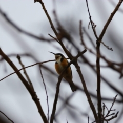 Acanthorhynchus tenuirostris (Eastern Spinebill) at Richardson, ACT - 21 Jun 2022 by MB