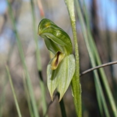 Bunochilus umbrinus (Broad-sepaled Leafy Greenhood) at Denman Prospect, ACT - 1 Aug 2024 by RobG1