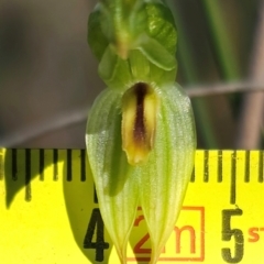 Bunochilus umbrinus (ACT) = Pterostylis umbrina (NSW) at suppressed - suppressed