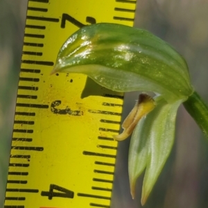 Bunochilus umbrinus (ACT) = Pterostylis umbrina (NSW) at suppressed - suppressed