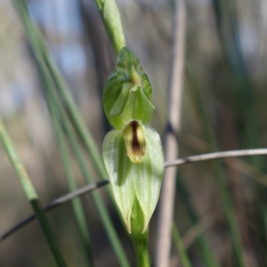 Bunochilus umbrinus (ACT) = Pterostylis umbrina (NSW) at suppressed - suppressed