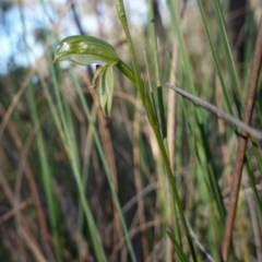 Bunochilus umbrinus (ACT) = Pterostylis umbrina (NSW) at suppressed - suppressed