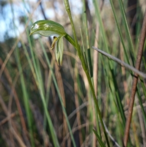 Bunochilus umbrinus at suppressed - 1 Aug 2024