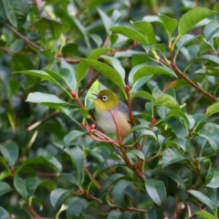 Zosterops lateralis (Silvereye) at Richardson, ACT - 24 Jun 2022 by MB