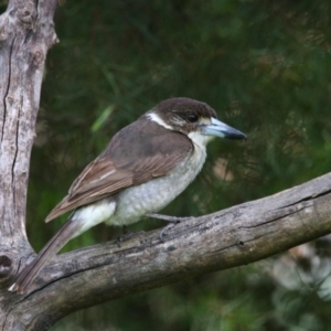 Cracticus torquatus at Richardson, ACT - 19 Nov 2022 09:12 AM