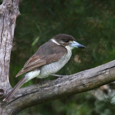 Cracticus torquatus (Grey Butcherbird) at Richardson, ACT - 18 Nov 2022 by MB