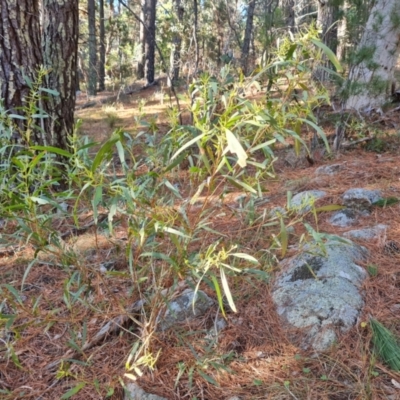 Acacia longifolia subsp. longifolia (sallow or Sydney golden wattle) at Isaacs, ACT - 1 Aug 2024 by Mike