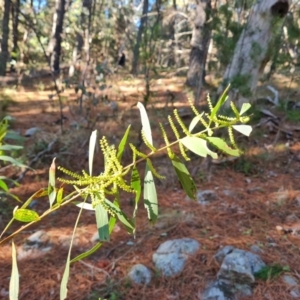 Acacia longifolia subsp. longifolia at Isaacs, ACT - 1 Aug 2024