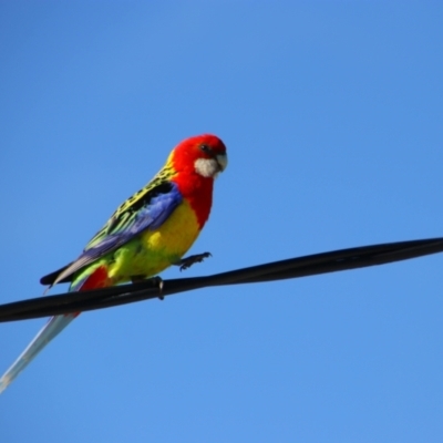 Platycercus eximius (Eastern Rosella) at Richardson, ACT - 20 Dec 2022 by MB