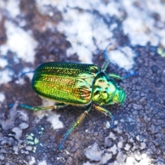 Diphucephala sp. (genus) (Green Scarab Beetle) at Ngarigo, NSW - 27 Dec 2022 by MB