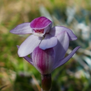 Caladenia alpina at Perisher Valley, NSW - suppressed