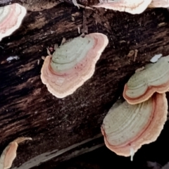 Trametes sp. at South Wolumla, NSW - 30 Jul 2024 by Teresa