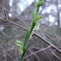 Bunochilus montanus (Montane Leafy Greenhood) at Jerrabomberra, NSW - 30 Jul 2024 by RobG1