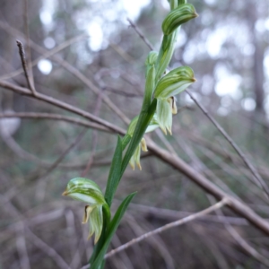 Bunochilus montanus (ACT) = Pterostylis jonesii (NSW) at Jerrabomberra, NSW - 30 Jul 2024