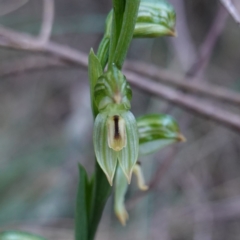 Bunochilus montanus (ACT) = Pterostylis jonesii (NSW) at Jerrabomberra, NSW - 30 Jul 2024