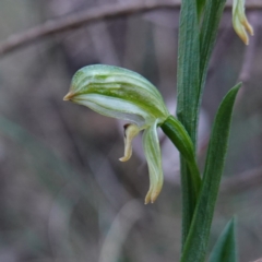 Bunochilus montanus (ACT) = Pterostylis jonesii (NSW) at Jerrabomberra, NSW - 30 Jul 2024