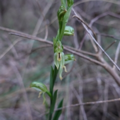 Bunochilus montanus (ACT) = Pterostylis jonesii (NSW) at Jerrabomberra, NSW - suppressed