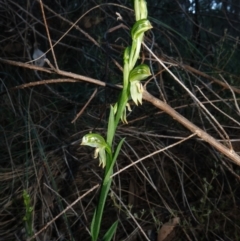 Bunochilus montanus (ACT) = Pterostylis jonesii (NSW) at Jerrabomberra, NSW - 30 Jul 2024