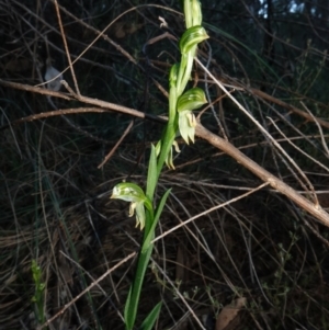 Bunochilus montanus (ACT) = Pterostylis jonesii (NSW) at Jerrabomberra, NSW - suppressed