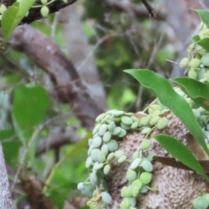 Dischidia nummularia at Archer River, QLD - suppressed