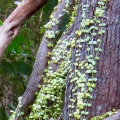 Dischidia nummularia at Archer River, QLD - suppressed