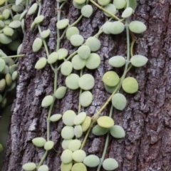 Dischidia nummularia at Archer River, QLD - suppressed