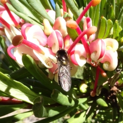 Melangyna viridiceps (Hover fly) at Yarralumla, ACT - 31 Jul 2024 by AndyRussell