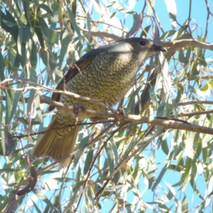 Ptilonorhynchus violaceus at Kambah, ACT - 27 Jul 2024 09:51 AM