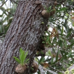 Myrmecodia beccarii (Ant Plant) at Archer River, QLD - 1 Aug 2024 by lbradley