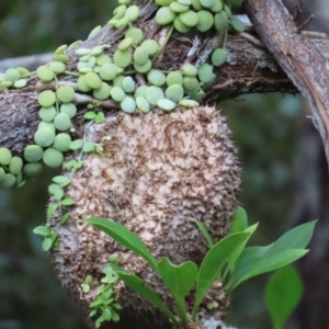 Myrmecodia beccarii at suppressed - suppressed