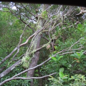 Myrmecodia beccarii at suppressed - suppressed