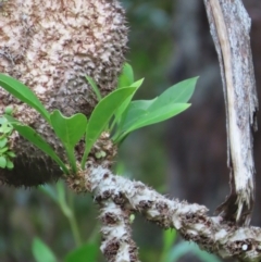 Myrmecodia beccarii at suppressed - suppressed