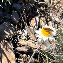 Zizina otis (Common Grass-Blue) at Yarralumla, ACT - 1 Aug 2024 by AndyRussell