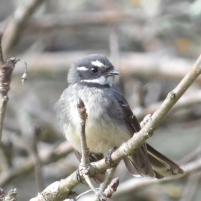 Rhipidura albiscapa (Grey Fantail) at Braidwood, NSW - 1 Aug 2024 by MatthewFrawley