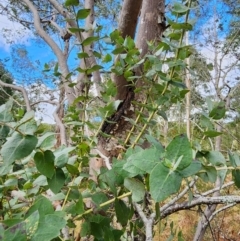 Eucalyptus crenulata at Mongarlowe, NSW - 1 Aug 2024