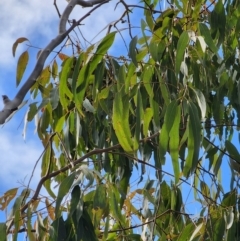 Eucalyptus michaeliana at Mongarlowe, NSW - 1 Aug 2024