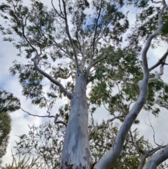 Eucalyptus michaeliana at Mongarlowe, NSW - 1 Aug 2024