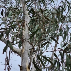 Eucalyptus gregsoniana at Mongarlowe, NSW - 1 Aug 2024