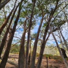 Eucalyptus radiata subsp. radiata at Mongarlowe, NSW - 1 Aug 2024