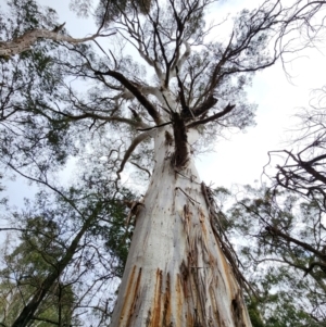 Eucalyptus rubida subsp. rubida at Mongarlowe, NSW - 1 Aug 2024 12:40 PM