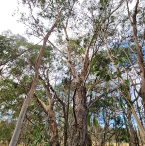 Eucalyptus ovata subsp. ovata at Mongarlowe, NSW - 1 Aug 2024