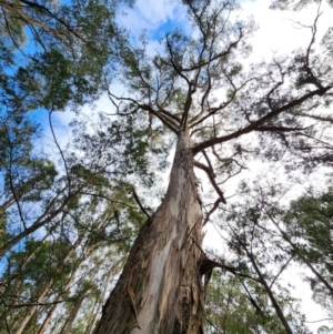 Eucalyptus cypellocarpa at Mongarlowe, NSW - 1 Aug 2024