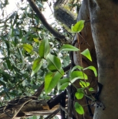 Eucalyptus cypellocarpa at Mongarlowe, NSW - 1 Aug 2024