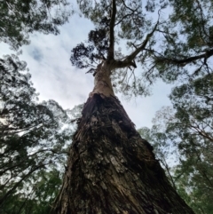 Eucalyptus cypellocarpa (Monkey Gum, Mountain Grey Gum) at Mongarlowe, NSW - 1 Aug 2024 by Steve818